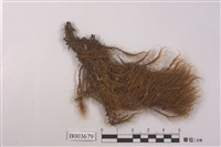 藏品(曲尾苔科)的圖片